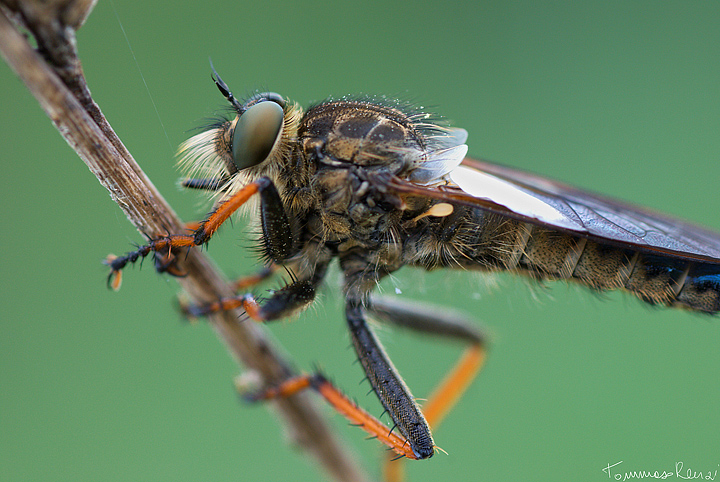 Asilidae???